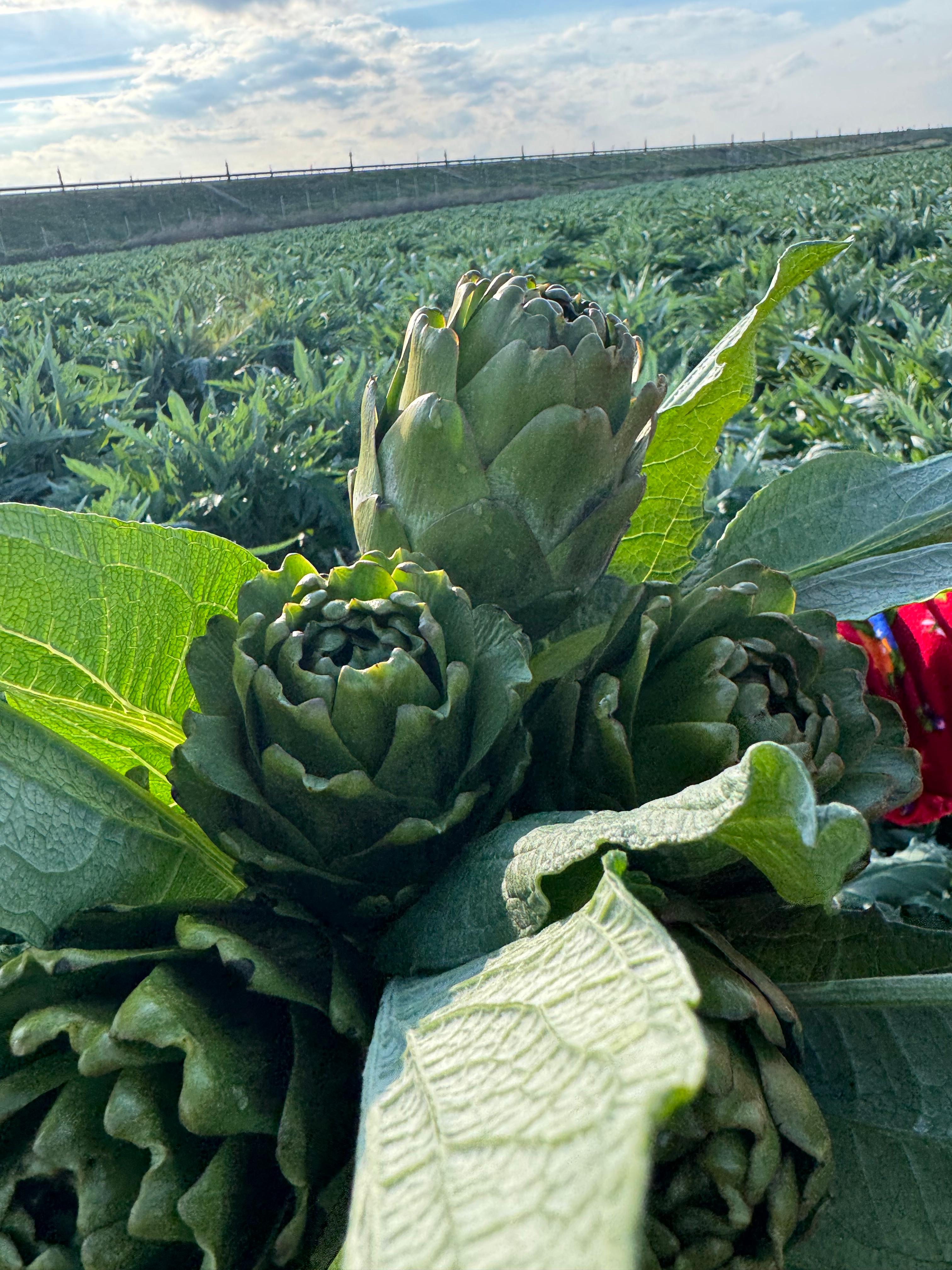 Taze Dolmalık Enginar (Soyulmamış)