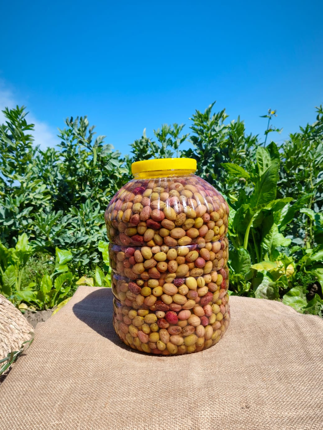 Gülümbe Çizik Yeşil Zeytin 10 kg. Pet