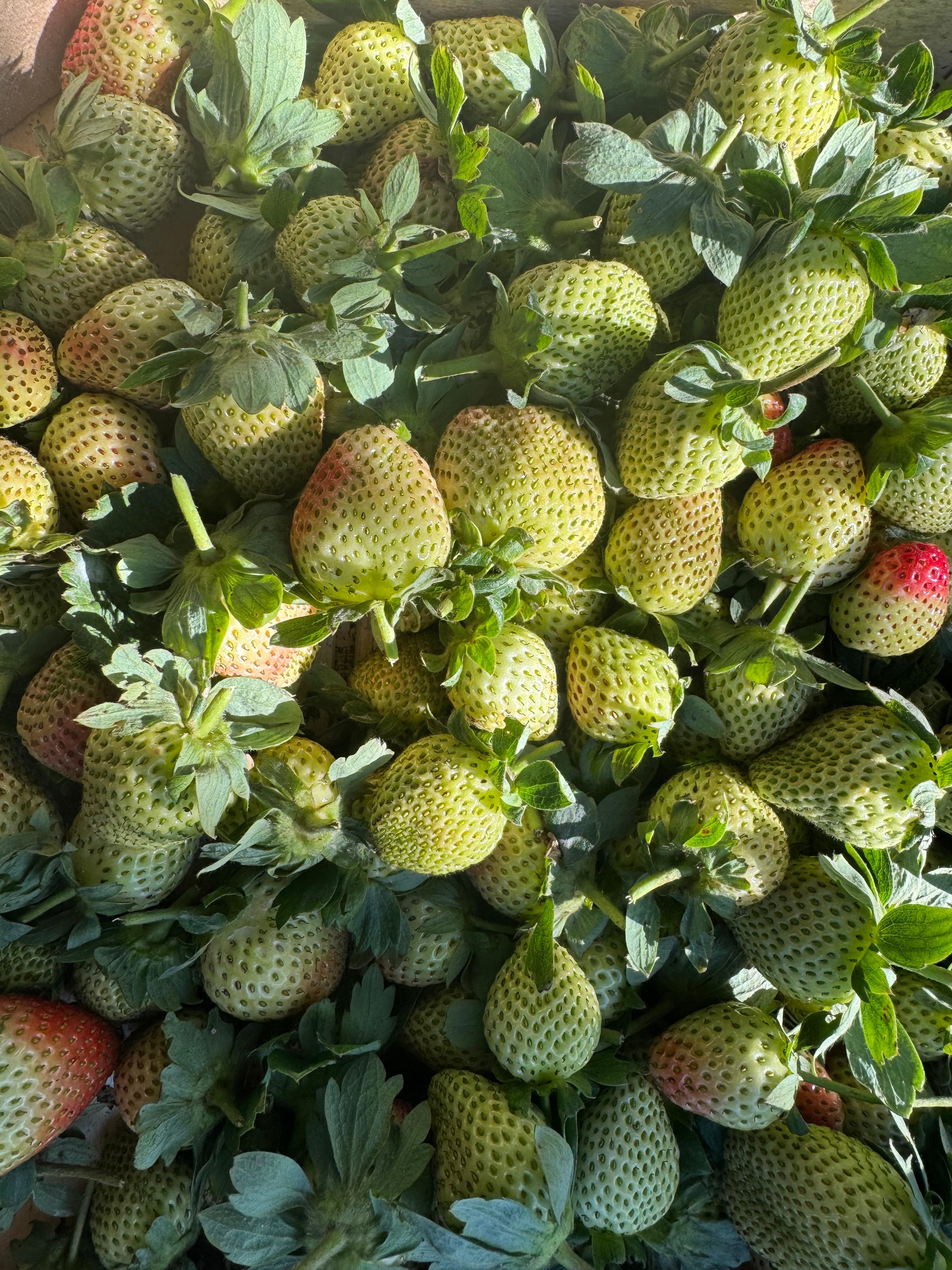 Çilek Turşusu 1,5 kg. Pet