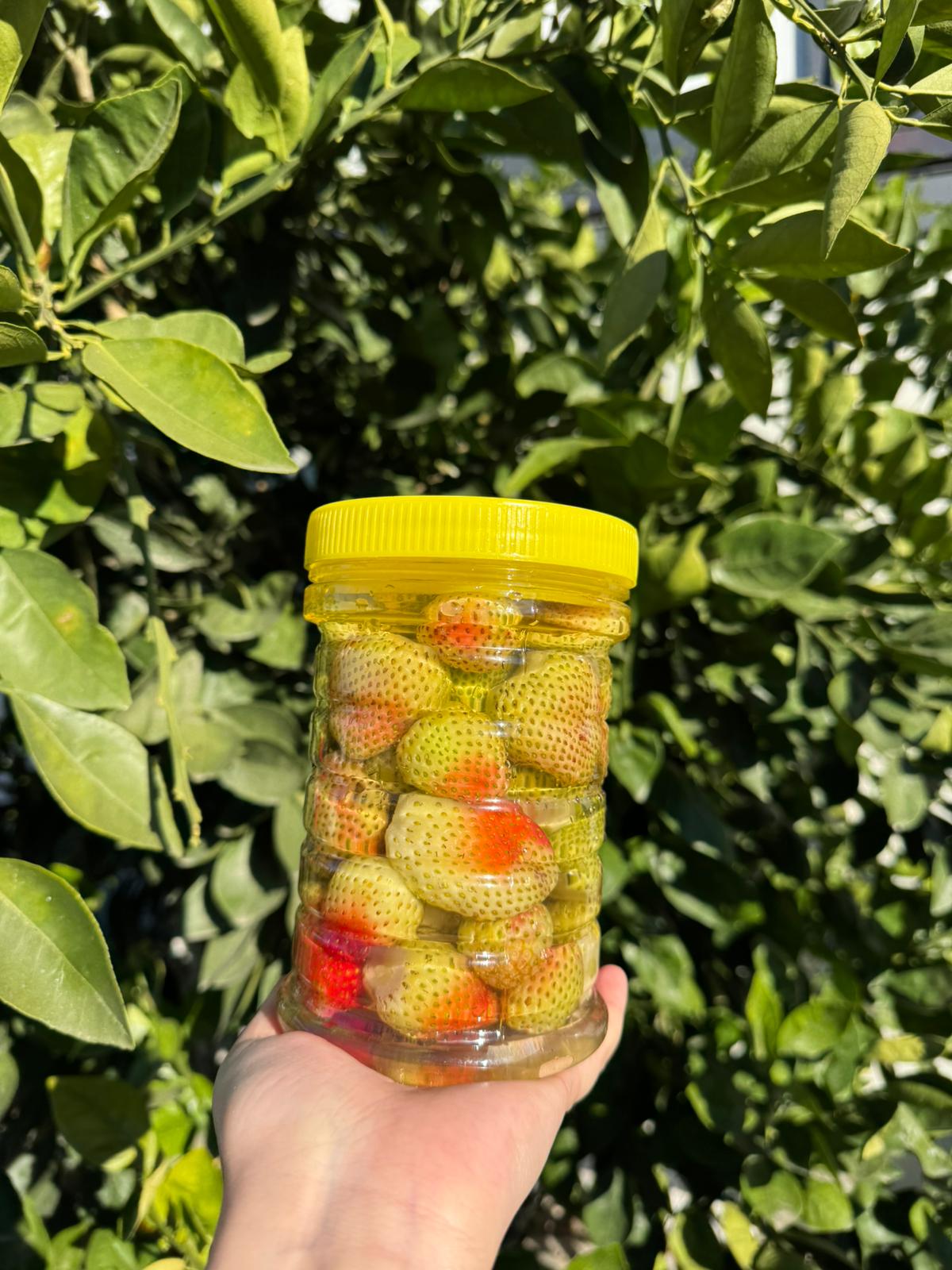 Çilek Turşusu 1,5 kg. Pet