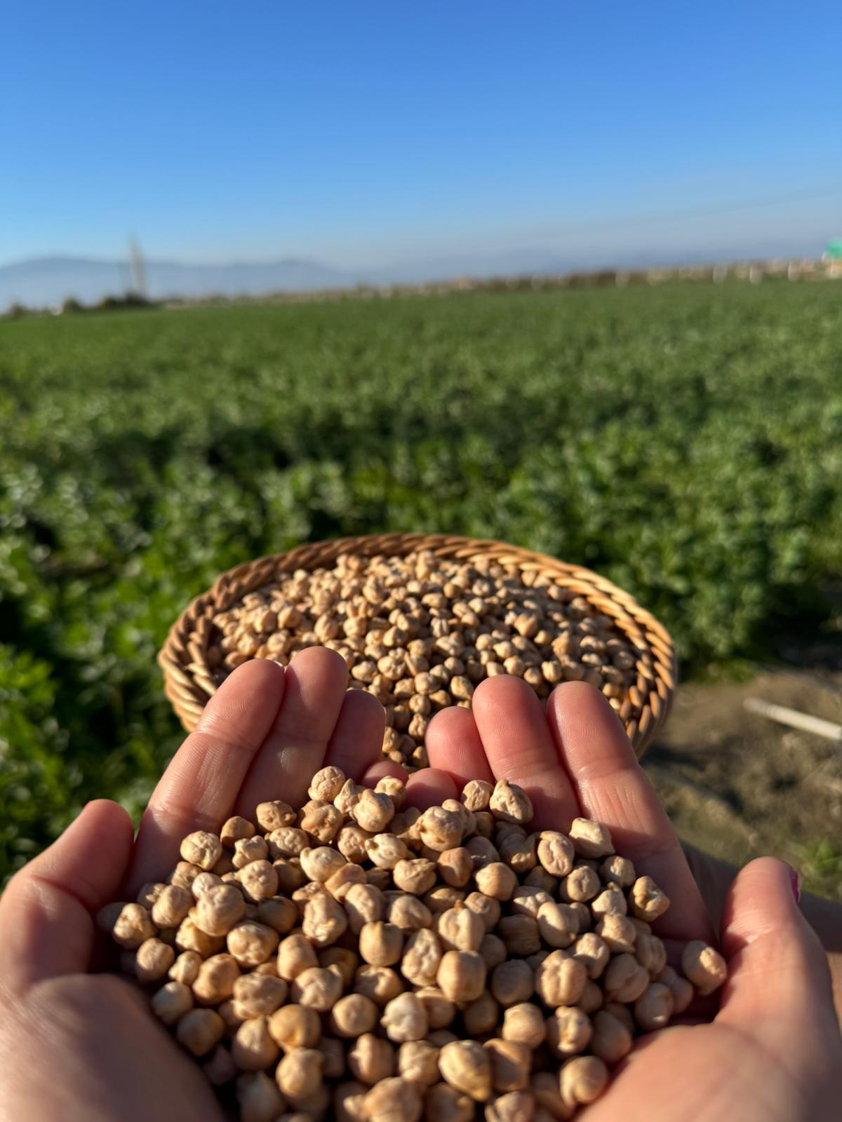 Doğal Köy Nohutu 1 Kg