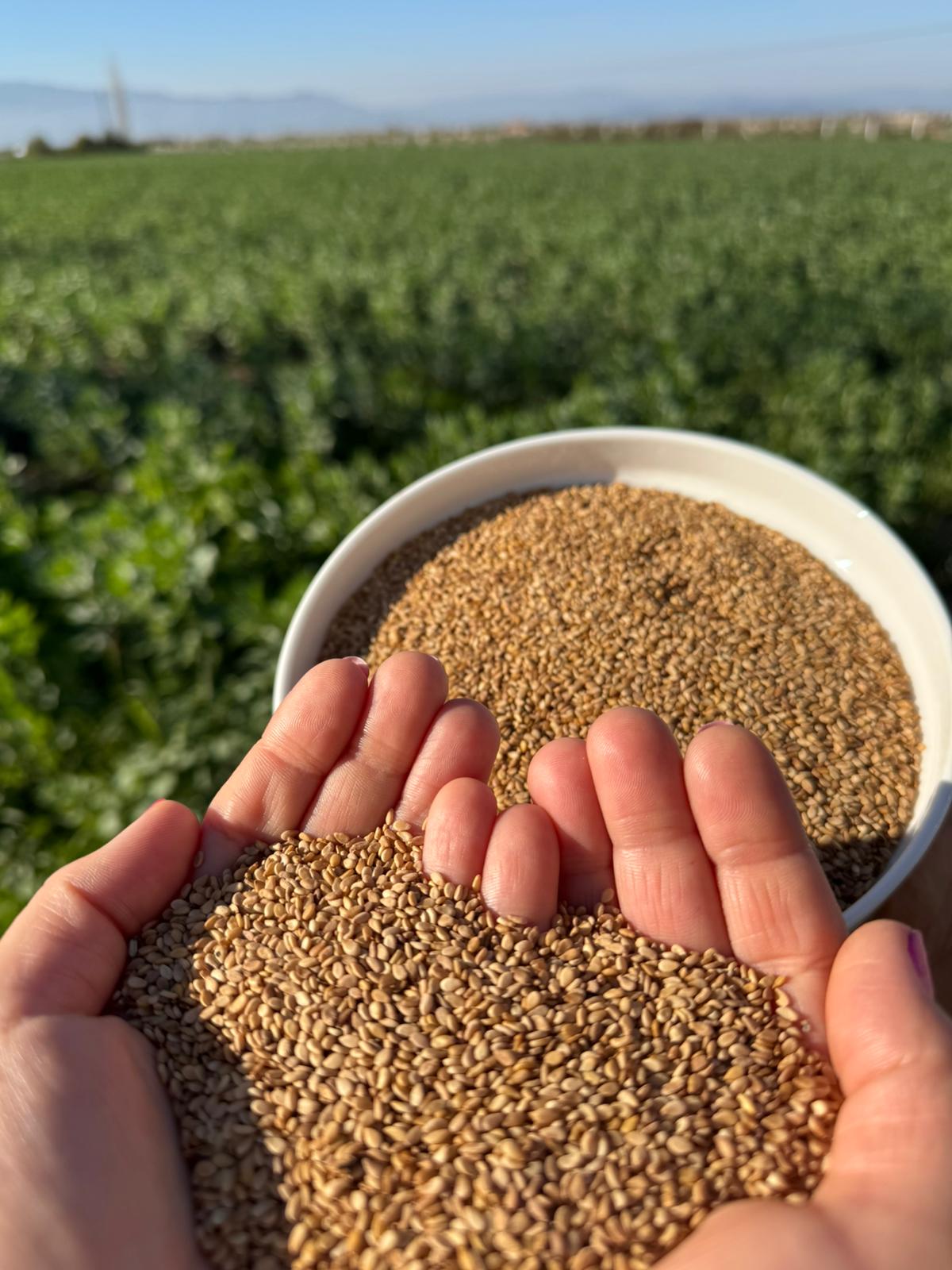 Ata Tohumu Yerli Susam 1 Kg