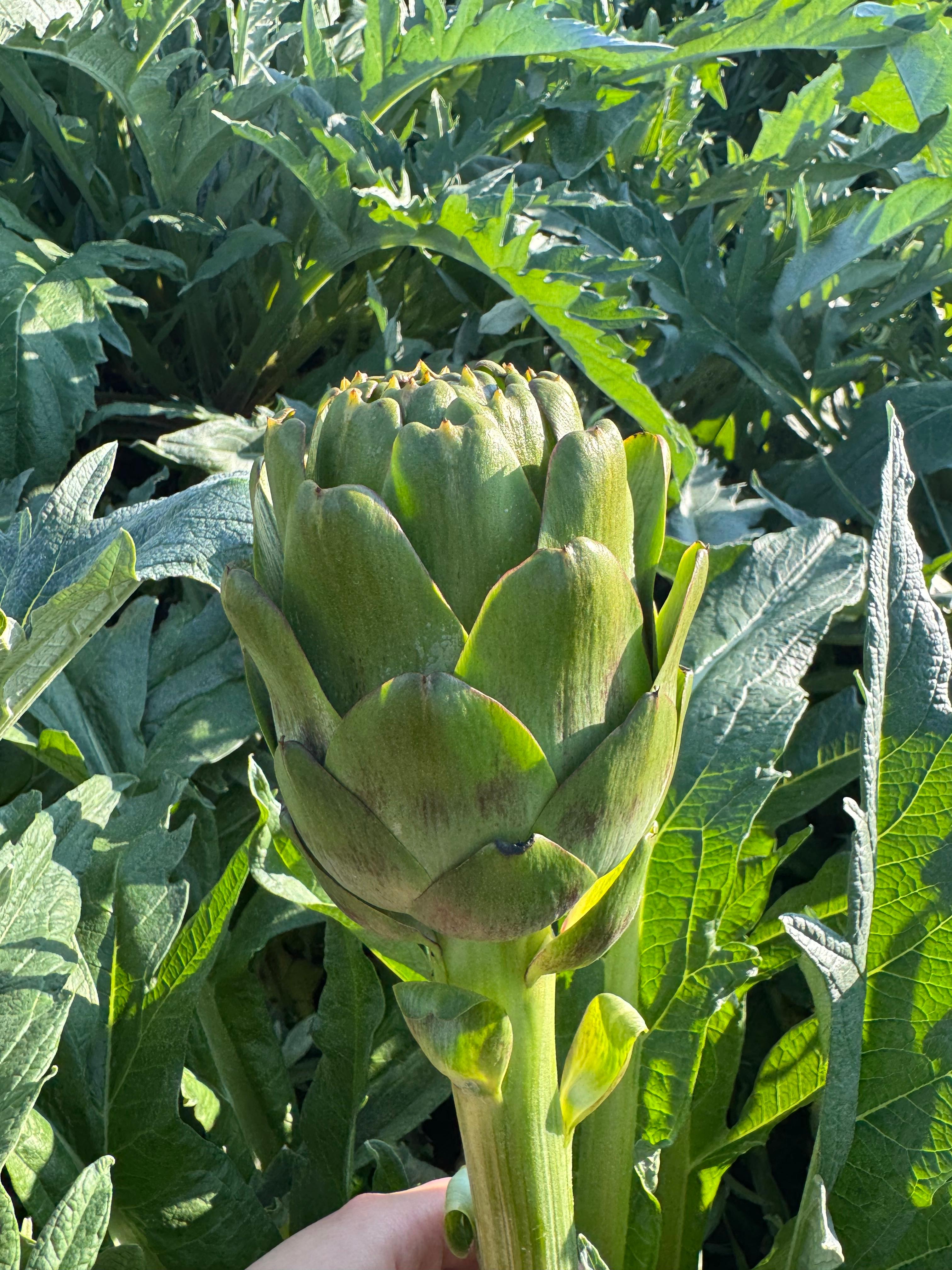 Taze Dolmalık Enginar (Soyulmamış)