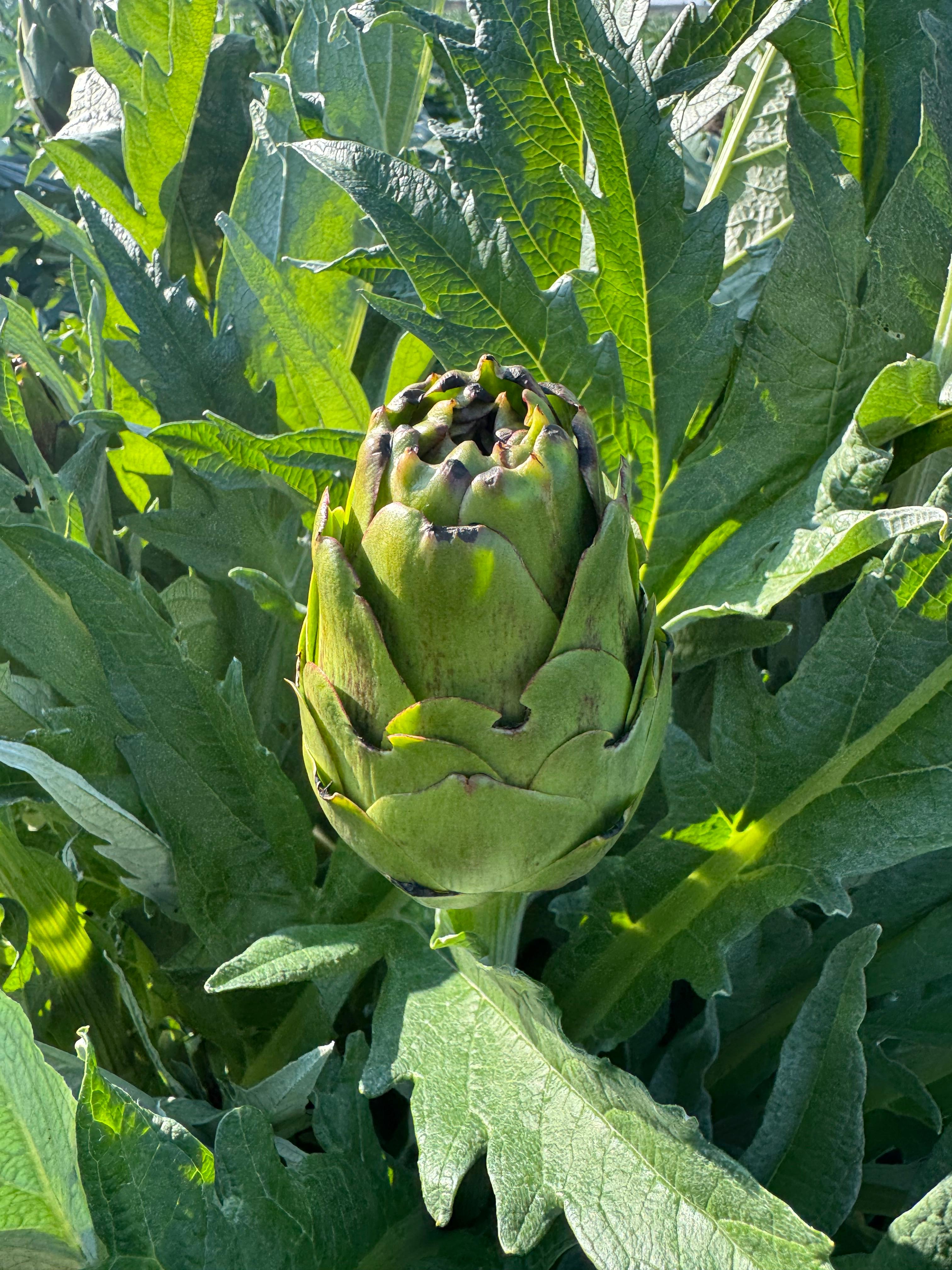 Taze Kalp Enginar (Soyulmamış)