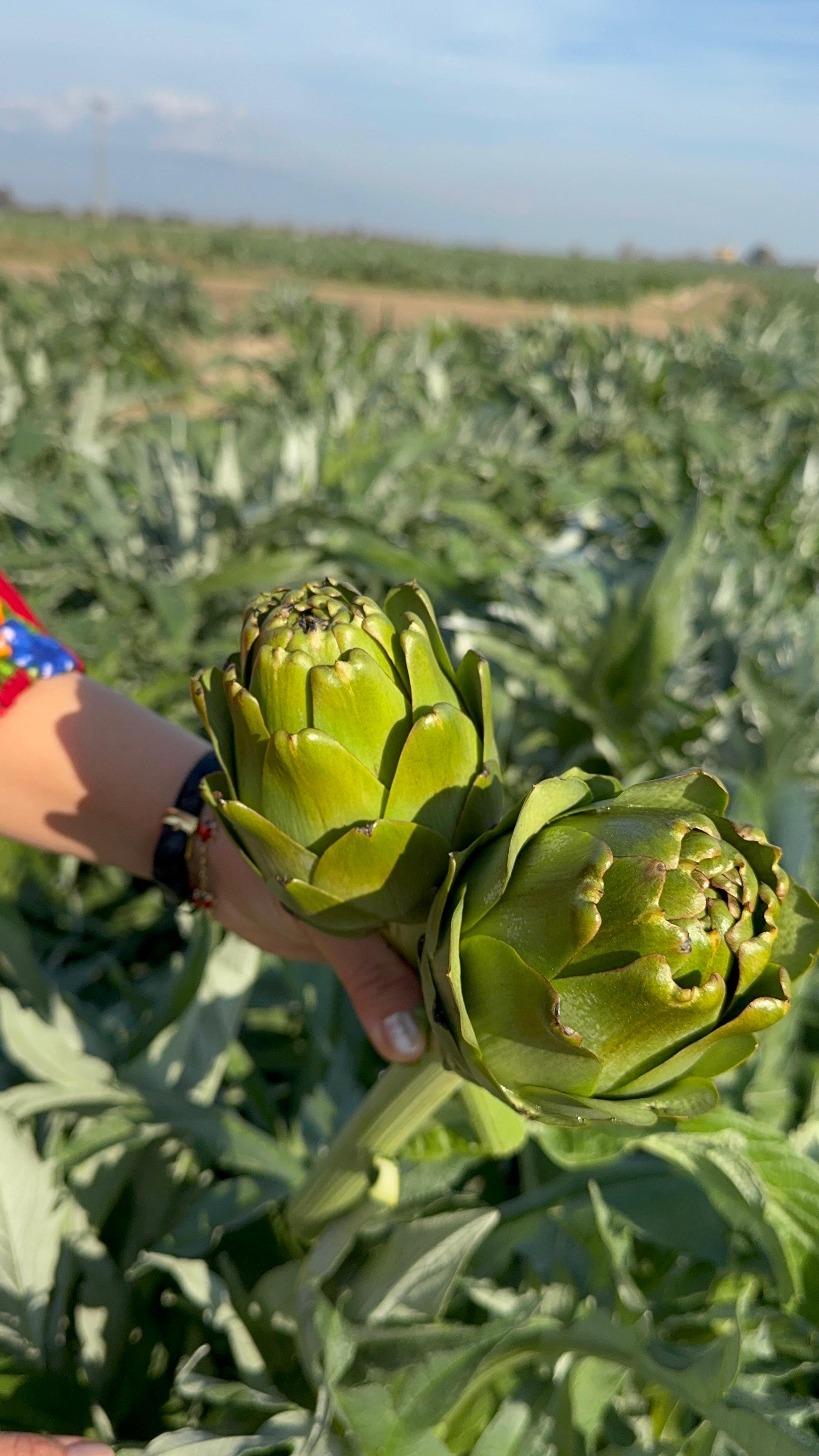 Taze Kalp Enginar (Soyulmamış)